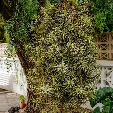 Διαμέρισμα Casa Con Jardin Familias Y Grupos Tegueste